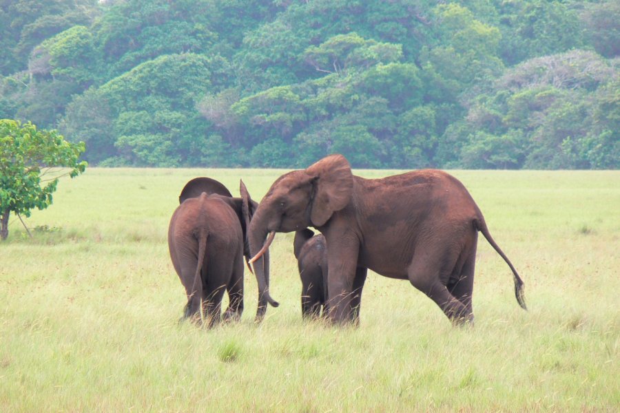 Éléphants du parc national de Loango. (© Bernadette VOISIN))