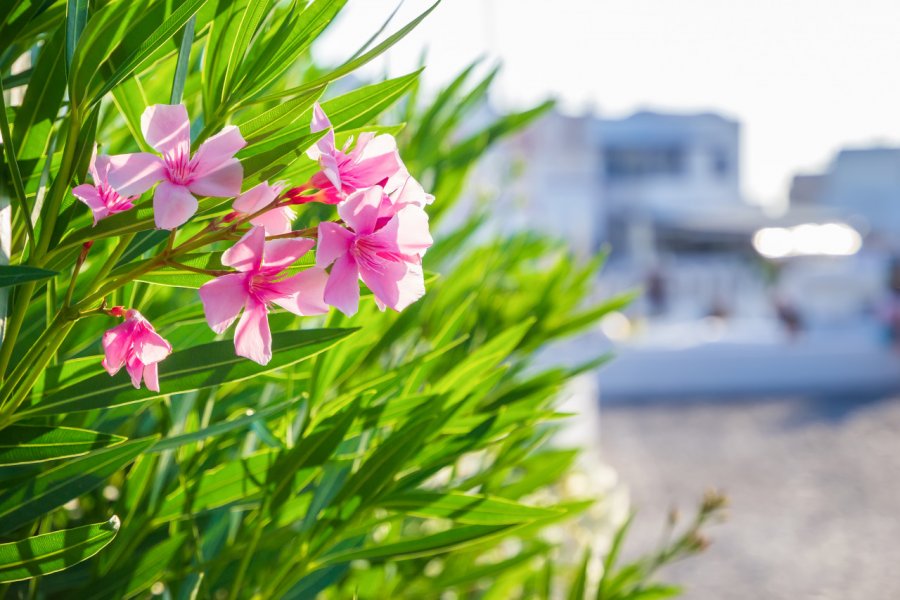 Laurier rose. Lena Ivanova - Shutterstock.com