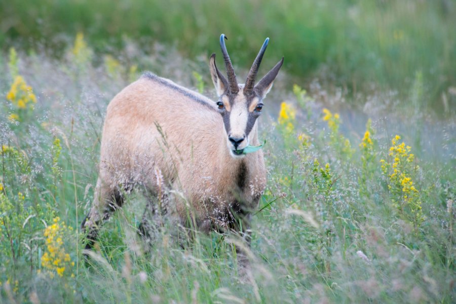 Un chamois dans les Vosges. shutterstock.com - imageBROKER.com