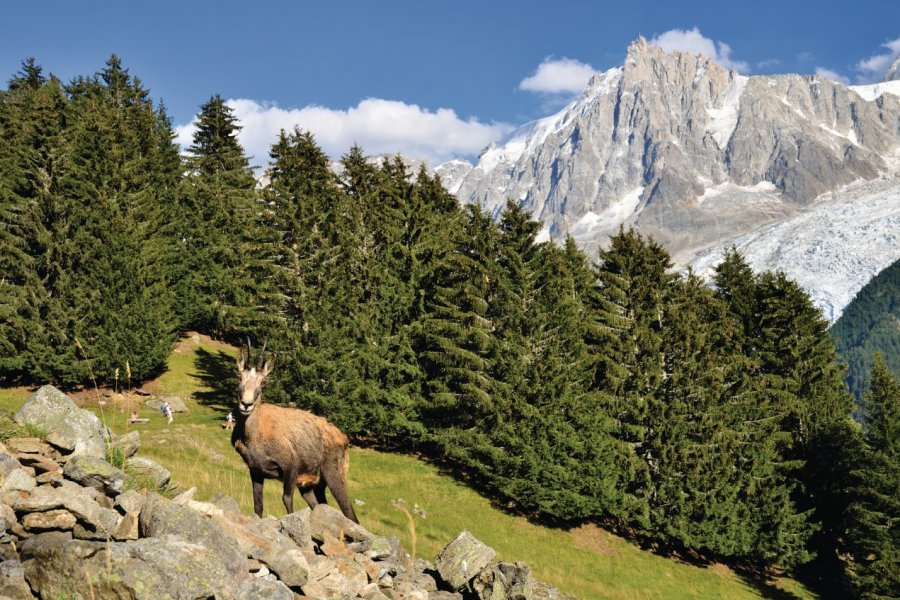 Chamois près de Chamonix Emicristea - iStockphoto.com