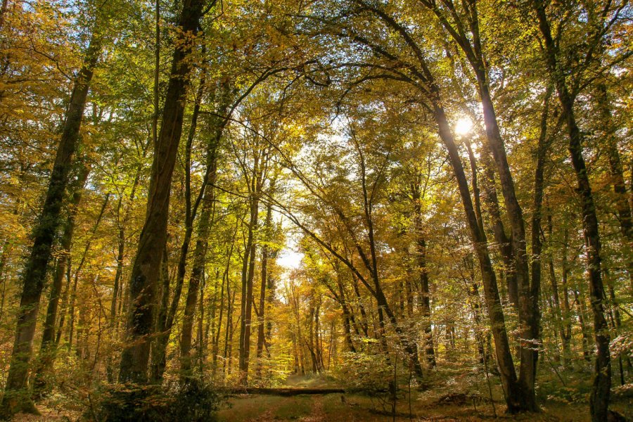 La forêt de Tronçais. Marc  - stock.adobe.com