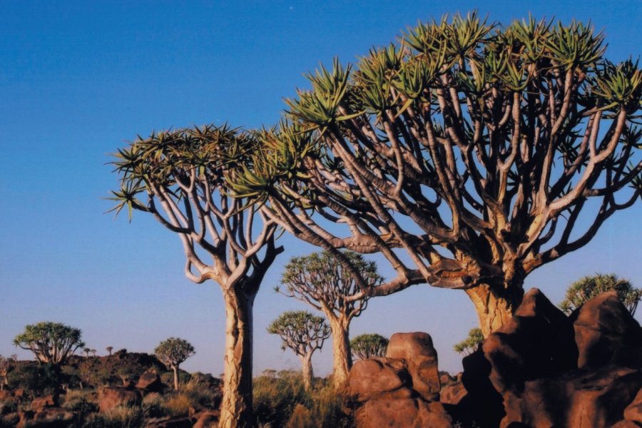 Forêt de Kokerboom. Marie GOUSSEFF