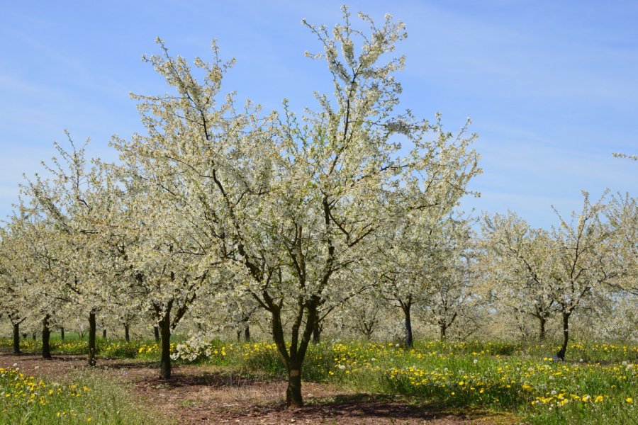 Verger en fleurs de Meurthe-et-Moselle. PlanetEarthPictures - stock.adobe.com