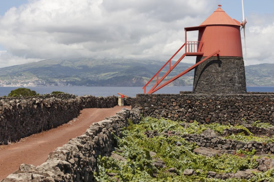 Vignoble sur l'île de Pico. ABB Photo - Shutterstock.com