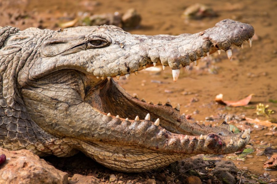 Crocodile, Bandia. evenfh - Shutterstock.com