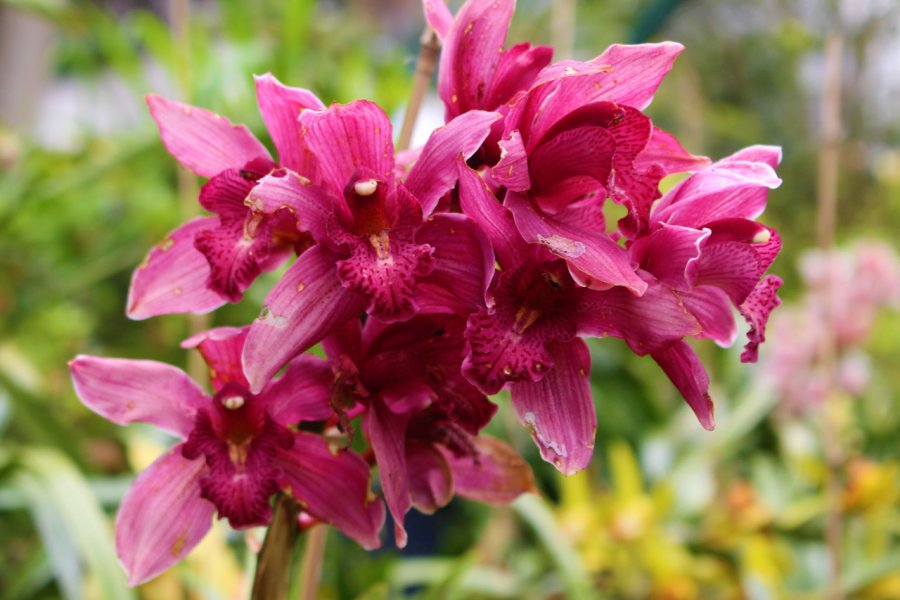 Orchidées du jardin tropical Monte, au nord de Funchal. Anne-Sophie LAMOTTE