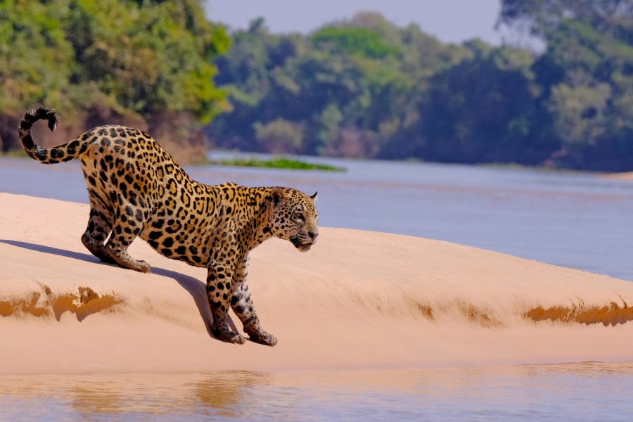 Jaguar dans le parc national de Pantanal Matogrossense. reisegraf.ch - Shutterstock.com