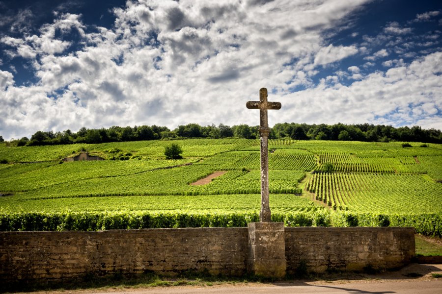 Vignoble de Vosne-Romanée. Massimo Santi - Shutterstock.com