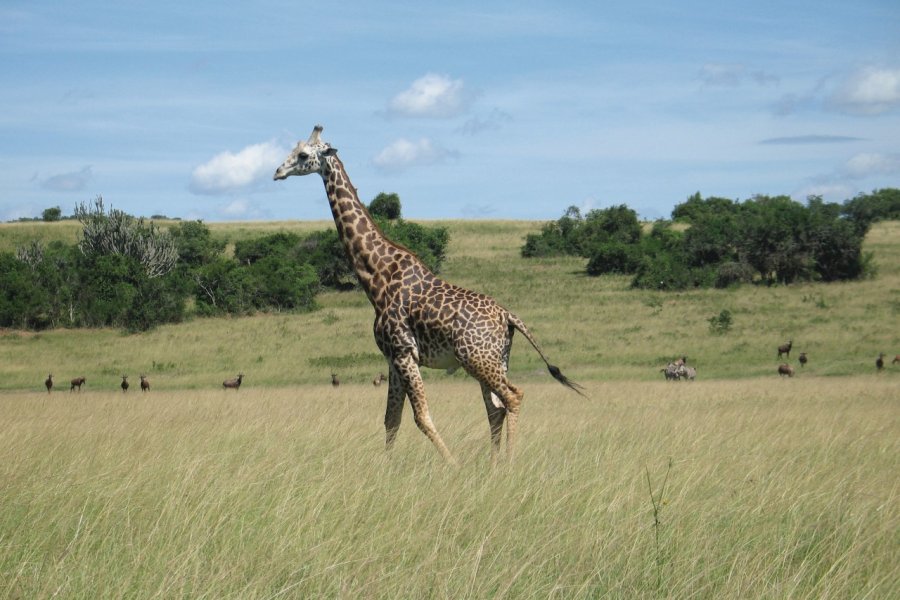 Girafe à l'Akagera. François JANNE D'OTHÉE