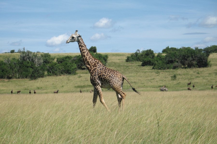 Parc National De L'Akagera