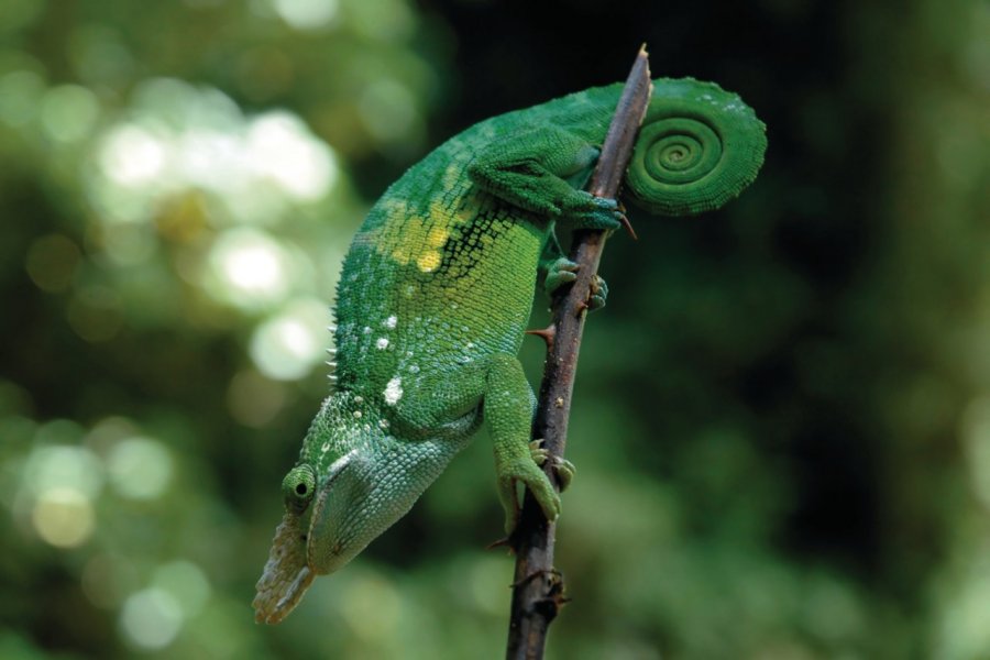 Espèce rare de caméléon endémique des Usambara Mountains esjessi - iStockphoto.com