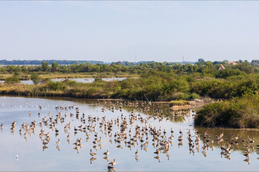 La lagune de Marano. Snake Xenzia - Shutterstock.com