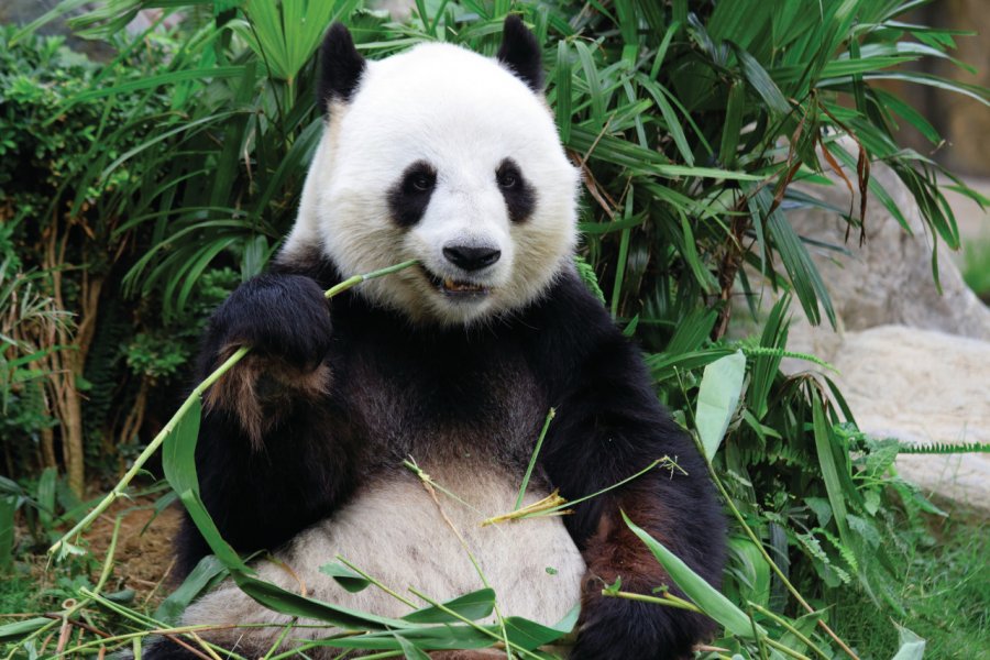 Panda de Chengdu. Leungchopan - iStockphoto