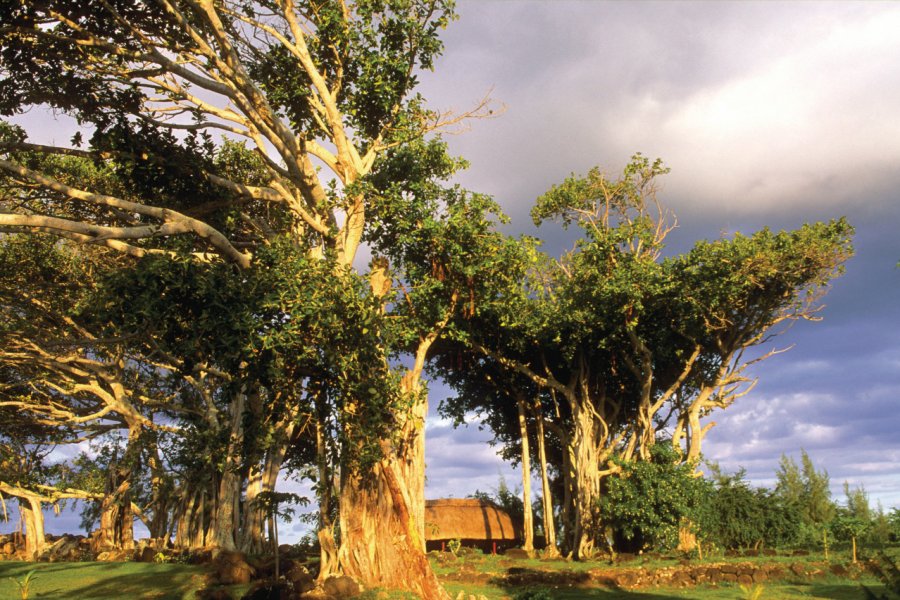 Arbre banian, centre de Flacq. Author's Image