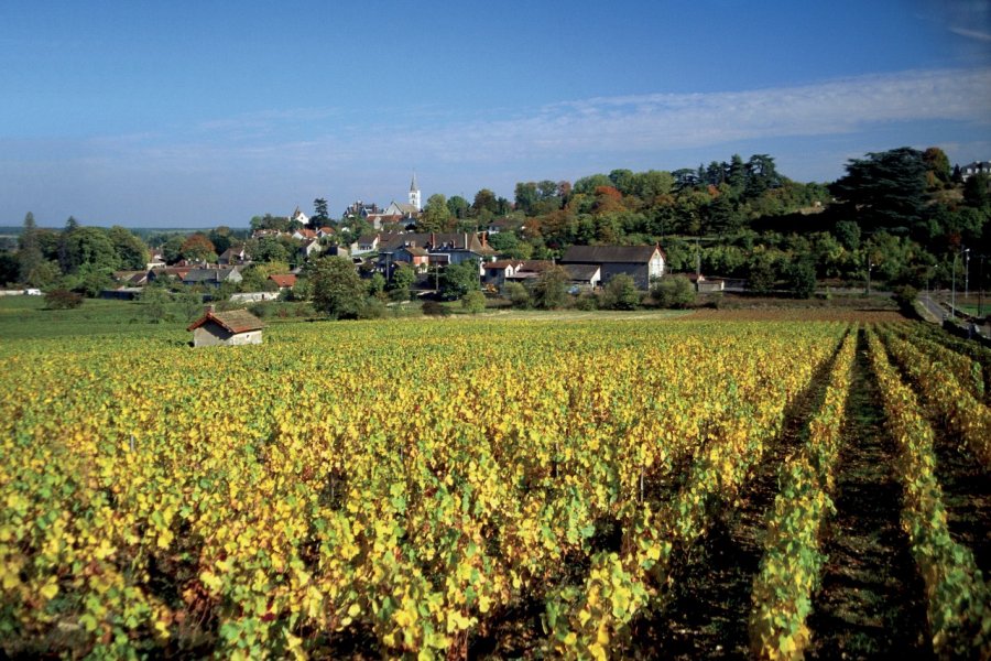 Vignoble de Mercurey AM stock nature