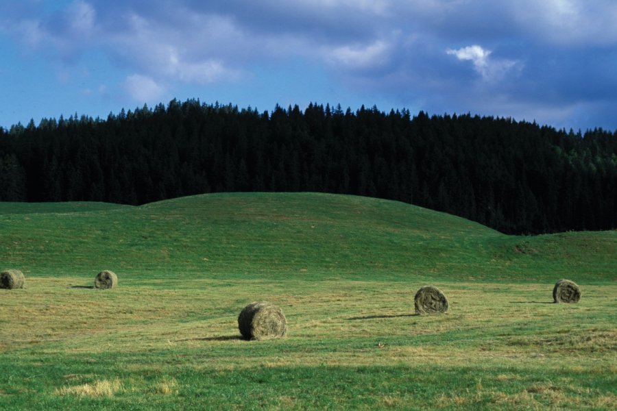 Champs moissonnés - Bellecombe (© PIERRE DELAGUÉRARD - ICONOTEC))