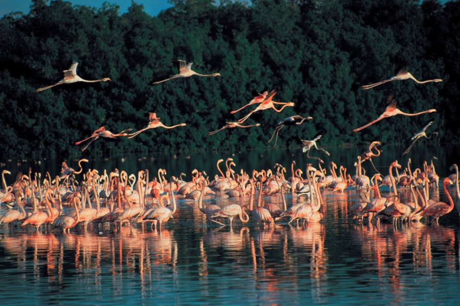 Celestún se trouve près du Parque Natural del Flamenco Mexicano, une réserve naturelle qui attirent de nombreux flamants roses. Cali - Iconotec