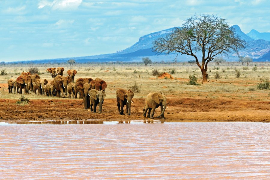 Tsavo East National Park. Kyslynskyy