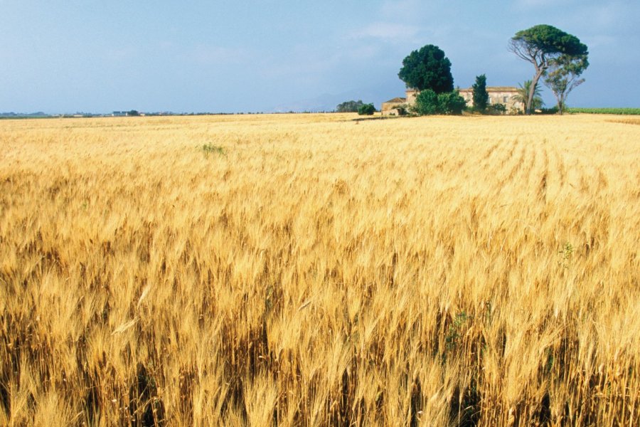 Champs de blé dans les environs de Trapani. Author's Image