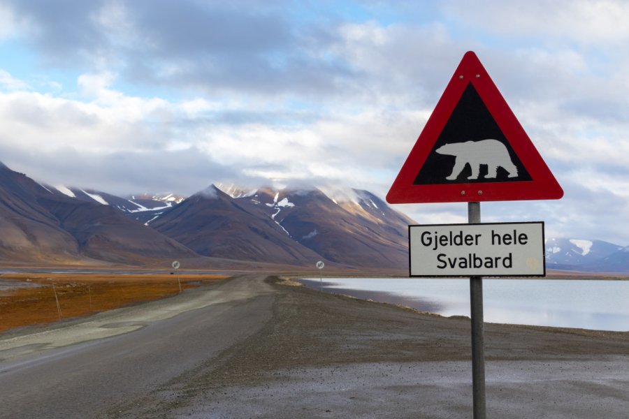 Les ours polaires sont très nombreux aux Svalbard. Kaca Skokanova - Shutterstock.com