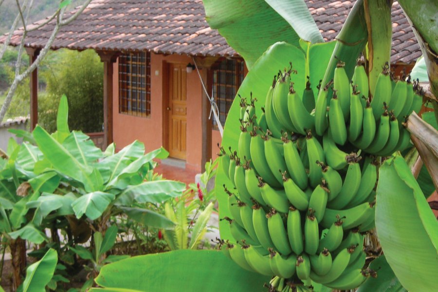 Plantation de bananes près de Copan. Robert_Ford - iStockphoto