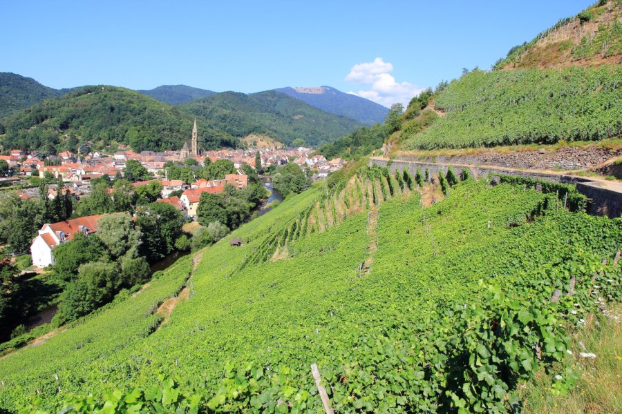 Vignoble de Rangen, près de Thann. ISO-68 - stock.adobe.com