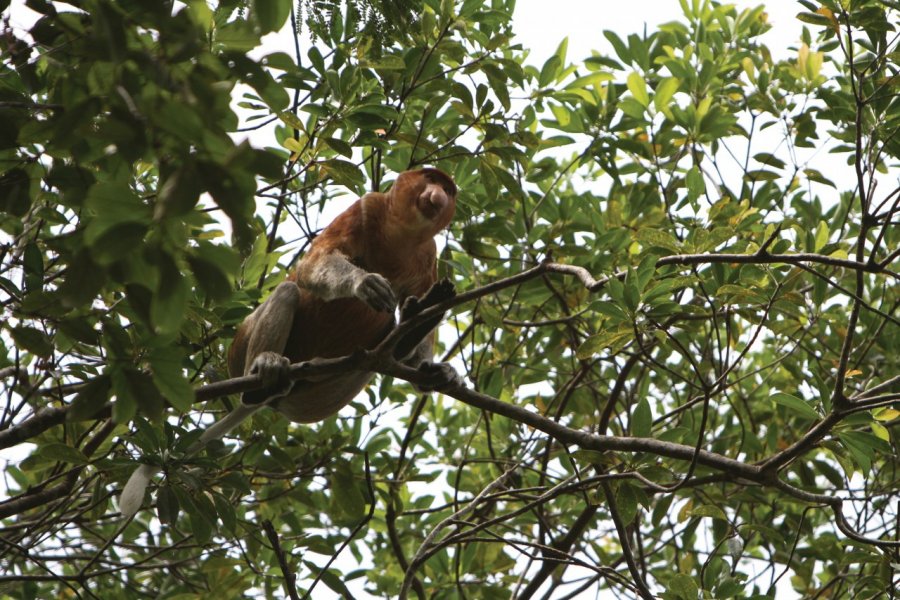 Singe nasique dans le parc de Bako Stéphan SZEREMETA