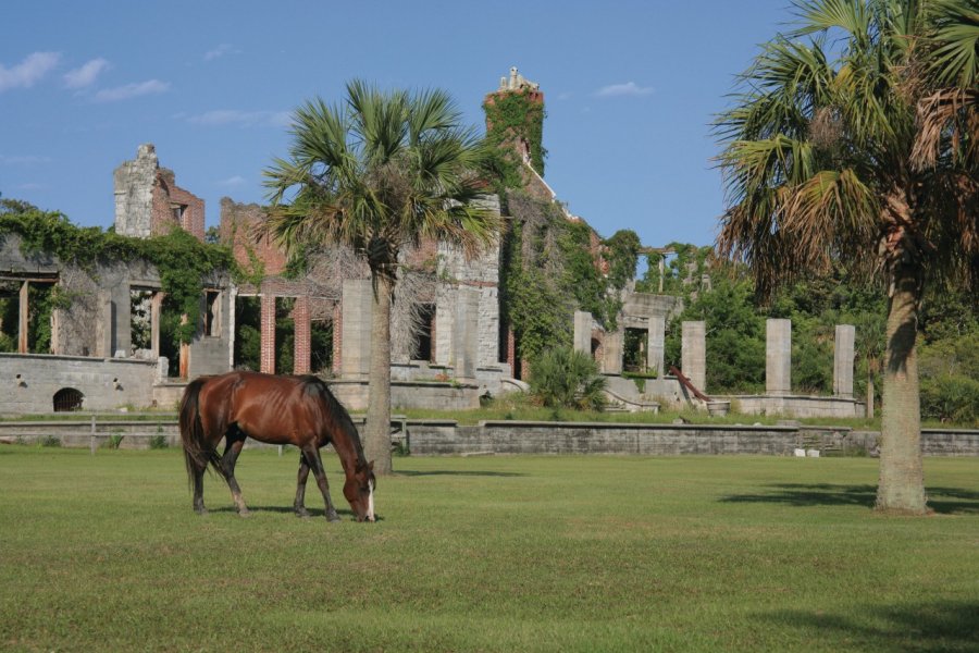 Cheval sauvage paissant devant les ruines Dungeness. stockstudios - Fotolia