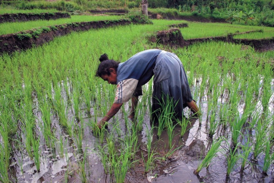 Femme travaillant dans les rizières de Moni. Eloïse BOLLACK