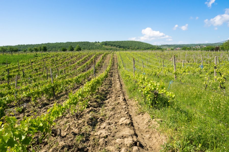 Les vignobles de Focsani Teodor Costachioiu