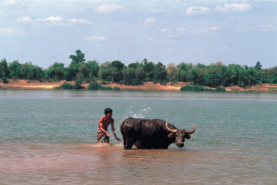 Jeune laotien et son boeuf profitant de la chaleur du Mékong. Author's Image