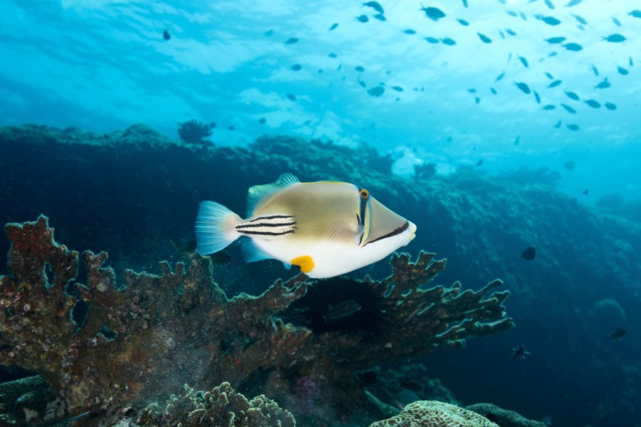 Fonds marins des îles Daymaniyat. SeraphP - shutterstock.com