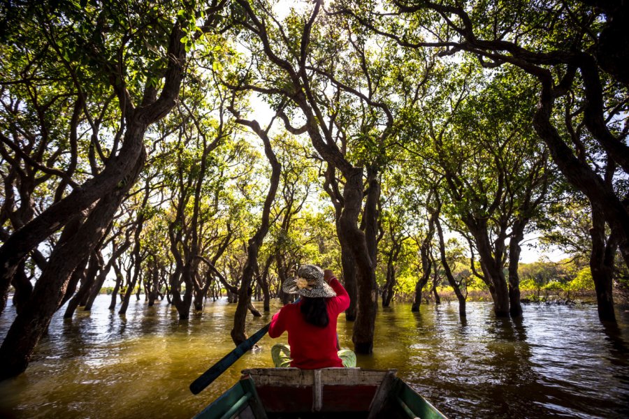 Mangrove dans la région de Siem Reap. jefferyhamstock - Shutterstock.com