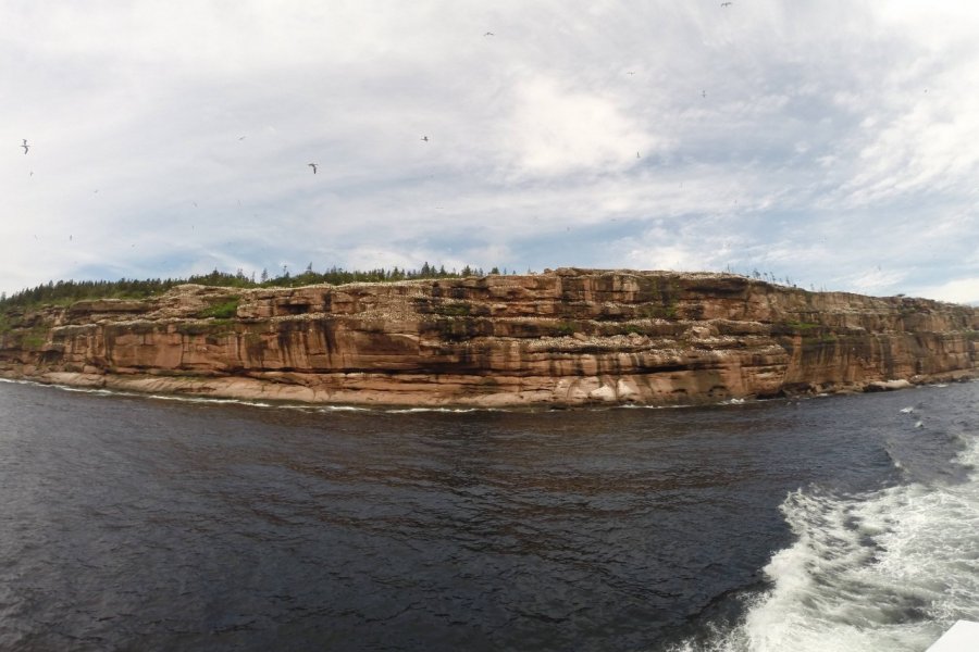 L'Île Bonaventure au large de Percé et sa colonie de fous de Bassan. Ida JONCOUR