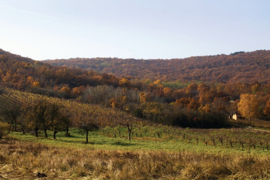 Paysage automnal de Tokaj. Tolnai - iStockphoto