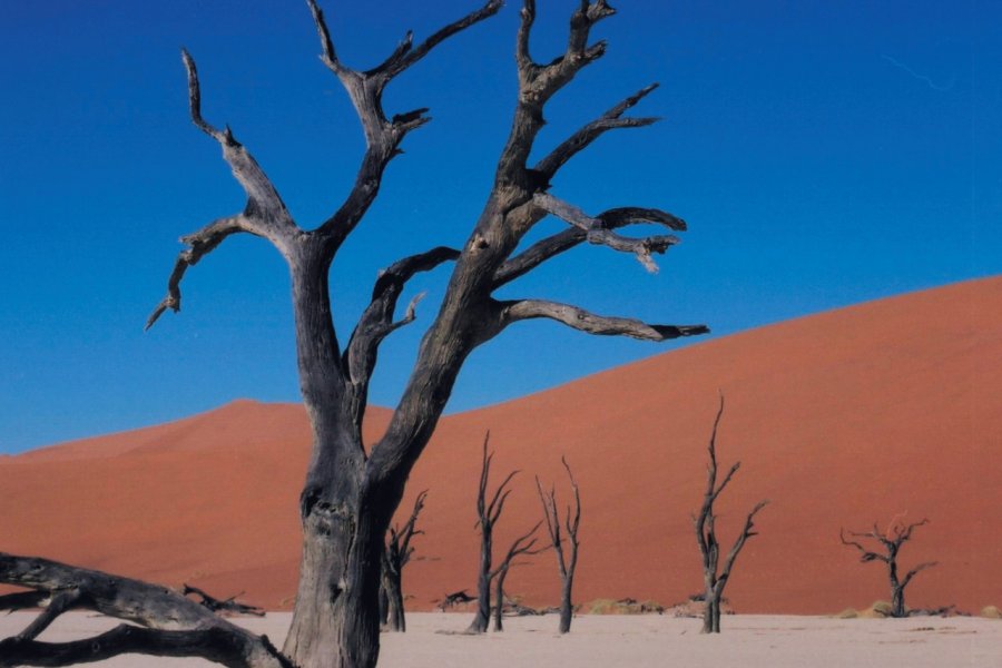 Le Dead Vlei proche de Sossusvlei, Sesriem. Marie GOUSSEFF