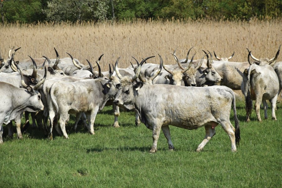 Troupeau de bétail. majorosl - iStockphoto