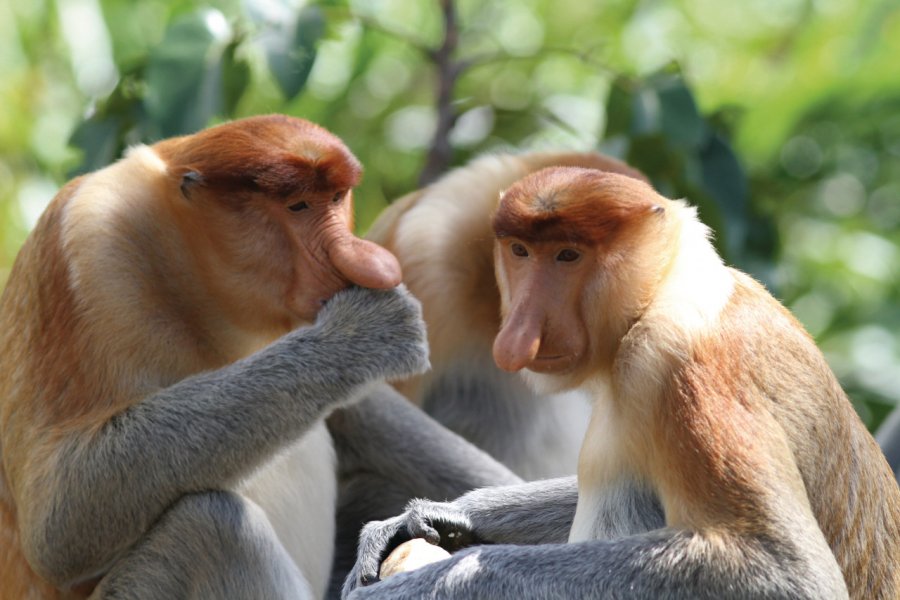 Singes nasiques mâle au sanctuaire de Labuk Bay Stéphan SZEREMETA