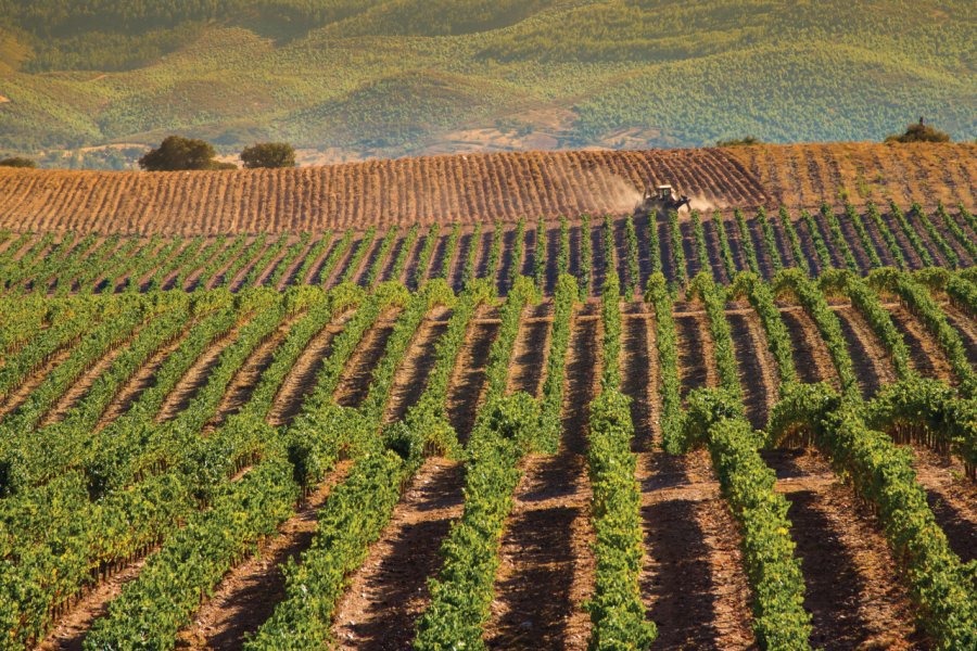 Vignes d'Estremoz. Bureau de Promotion Touristique de l'Alentejo