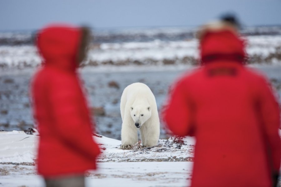 Ours polaire du Nunavut. Noel Hendrickson - Nunavut Tourism