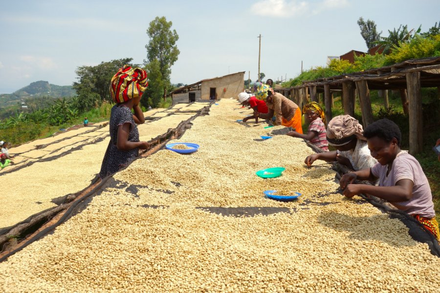 Coopérative de femmes sur les hauteurs du lac Kivu (tri des grains de café). Sophie ROCHERIEUX