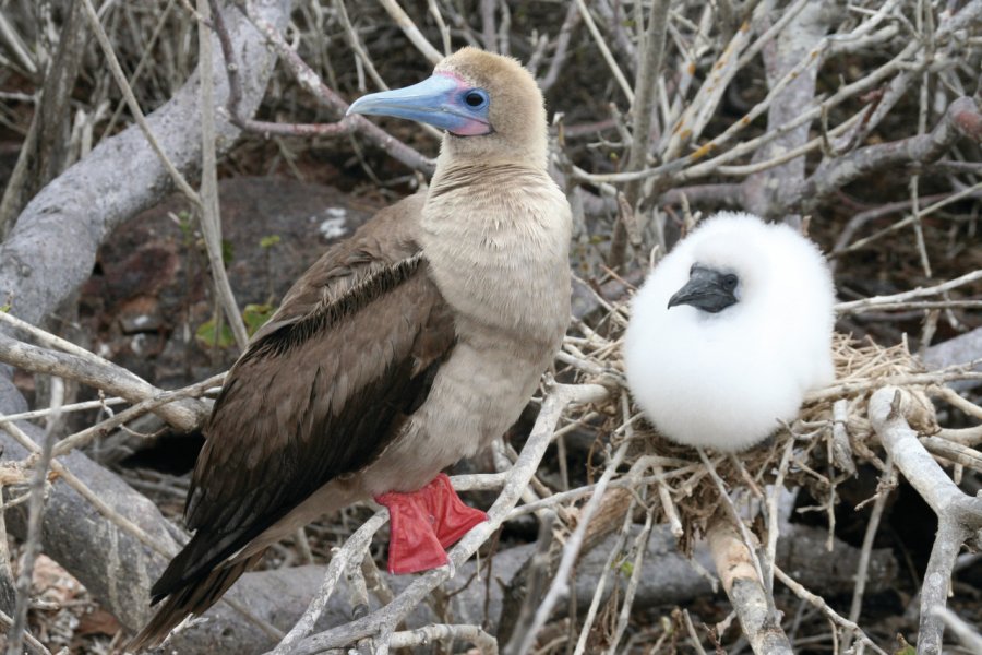 Fou à pattes bleues nichant sur l'île Genovesa. Stéphan SZEREMETA