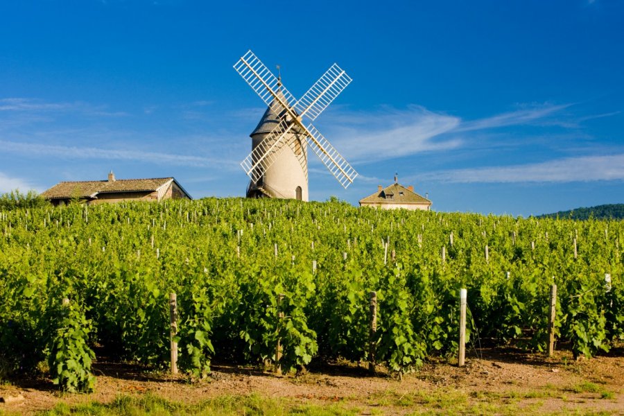 Moulin et vignes de Chénas. PHB.cz - Fotolia