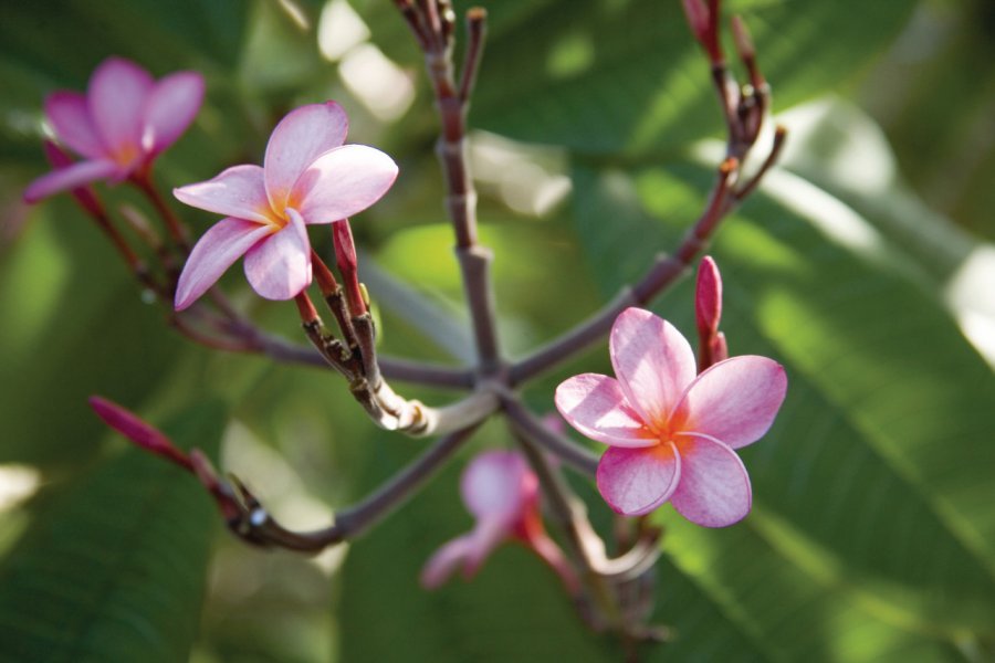 Flore autour de Green Grotto. Jamaica Tourist Board