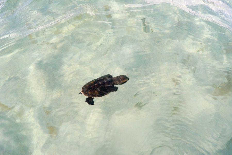 Tortue junévile. Magali Couaillet