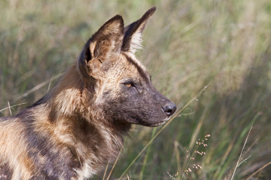 Chien sauvage du Madikwe Reserve. MORKEL ERASMUS - FOTOLIA