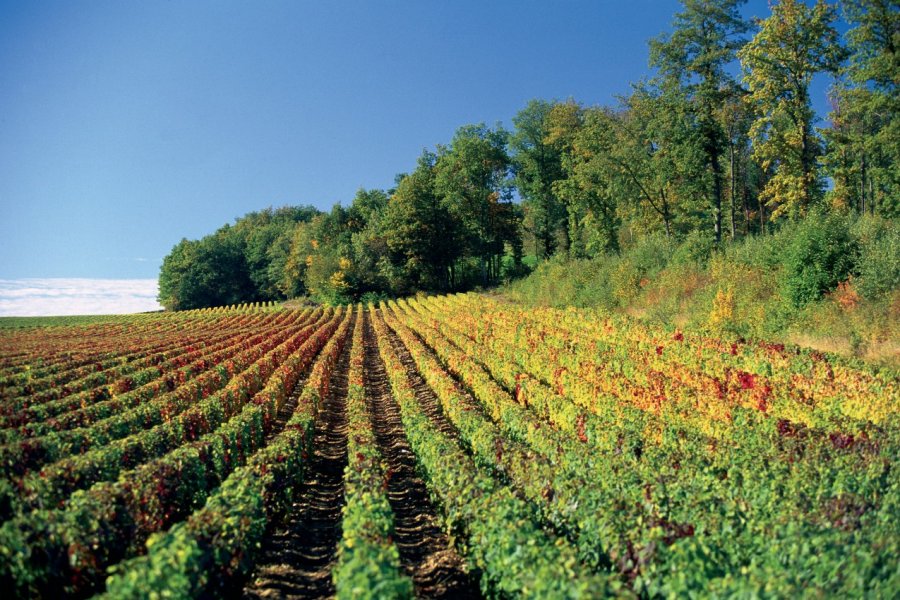 Vignoble de Mercurey AM stock nature