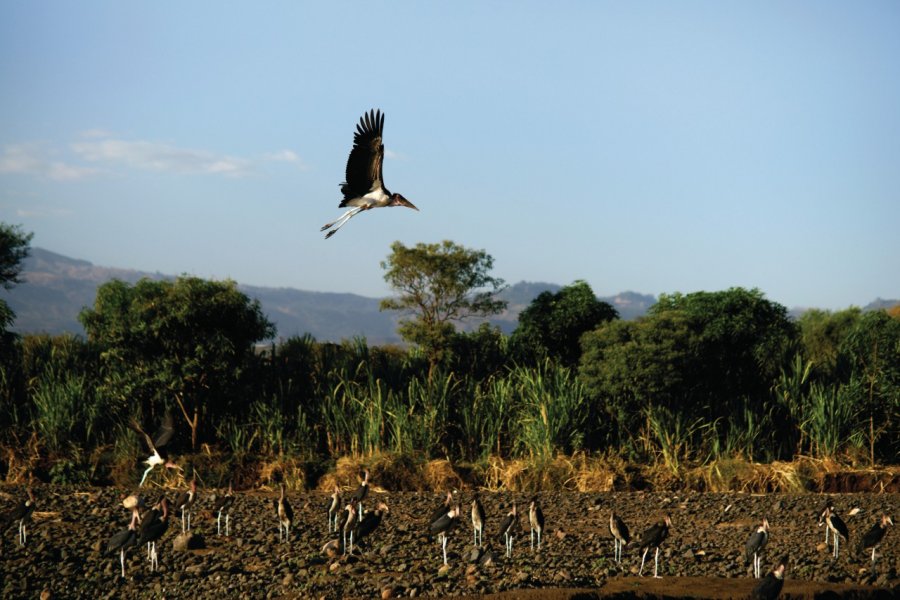 Oiseaux de la rivière d'Arba Minch. TRINITY