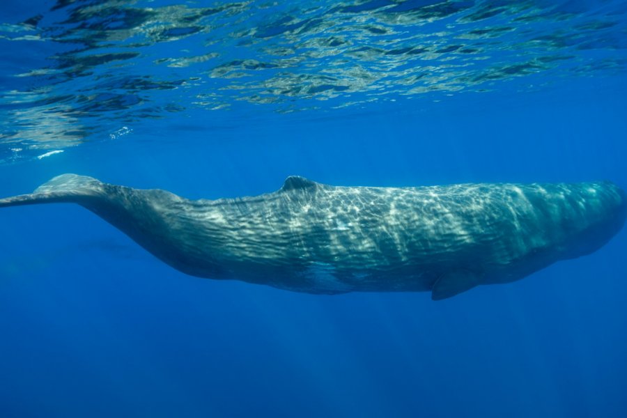 Observation des baleines au Sanctuaire Pelagos. wildestanimal - Shutterstock.com
