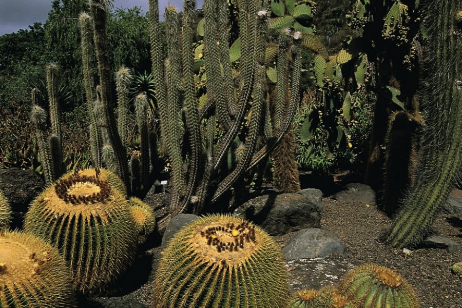 Jardin canarien, cactus. (© S.Nicolas - Iconotec))